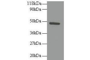 Western blot All lanes: RELT antibody at 2 μg/mL + 293T whole cell lysate Secondary Goat polyclonal to rabbit IgG at 1/10000 dilution Predicted band size: 47 kDa Observed band size: 47 kDa (RELT anticorps  (AA 26-153))
