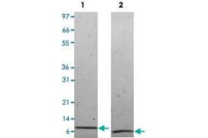 Lane 1: non-reducing conditions Lane 2: reducing conditions (CCL8 Protéine)