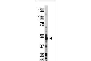 Antibody is used in Western blot to detect OAS1 in mouse liver lysate. (OAS1 anticorps  (C-Term))