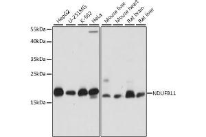 Western blot analysis of extracts of various cell lines, using NDUFB11 antibody (ABIN7268809) at 1:1000 dilution. (NDUFB11 anticorps  (AA 1-163))