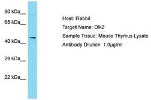 Image no. 1 for anti-delta-Like 2 Homolog (DLK2) (AA 292-341) antibody (ABIN6750322) (DLK2 anticorps  (AA 292-341))