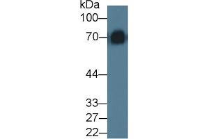 Western Blot; Sample: Mouse Serum; Primary Ab: 5µg/ml Rabbit Anti-Rat KNG1 Antibody Second Ab: 0.