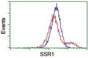 Image no. 4 for anti-Signal Sequence Receptor, alpha (SSR1) antibody (ABIN1501152) (SSR1 anticorps)