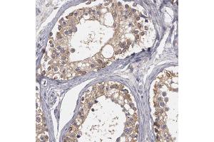 Immunohistochemical staining of human testis with NEK9 polyclonal antibody  shows cytoplasmic positivity in cells of seminiferus ducts at 1:50-1:200 dilution. (NEK9 anticorps)