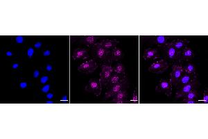anti-PAK4/PAK5/PAK6 (pSer474), (pSer560), (pSer602) antibody
