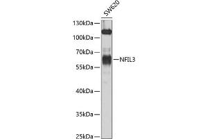 Western blot analysis of extracts of SW620 cells, using NFIL3 antibody (ABIN6128337, ABIN6144565, ABIN6144567 and ABIN6223126) at 1:1000 dilution.