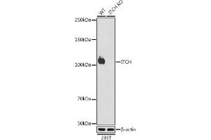 Western blot analysis of extracts from wild type (WT) and ITCH knockout (KO) 293T cells, using ITCH antibody (ABIN7268032) at 1:1000 dilution. (ITCH anticorps)