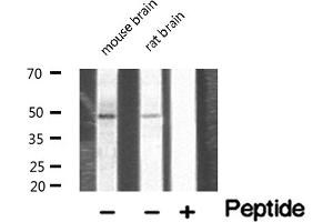 Western blot analysis of extracts of various tissue sample,using NDF2 Antibody .