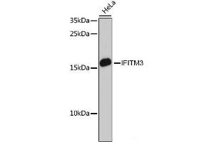 Western blot analysis of extracts of HeLa cells using IFITM3 Polyclonal Antibody at dilution of 1:3000. (IFITM3 anticorps)
