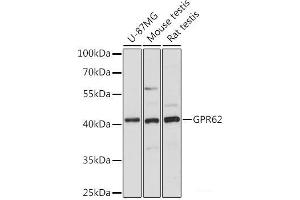 Western blot analysis of extracts of various cell lines using GPR62 Polyclonal Antibody at dilution of 1:1000. (GPR62 anticorps)