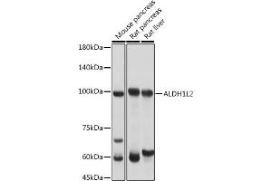 Western blot analysis of extracts of various cell lines, using L2 antibody (ABIN7265536) at 1:3000 dilution.