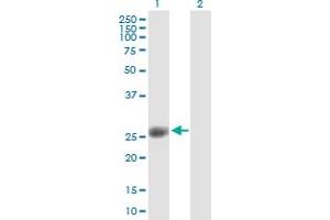 Western Blot analysis of ORC6L expression in transfected 293T cell line by ORC6L MaxPab polyclonal antibody.
