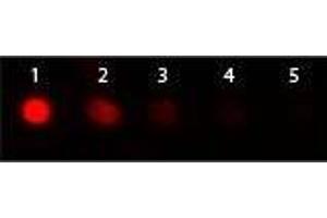 Dot Blot of Donkey anti-Goat IgG Antibody Phycoerythrin Conjugated.