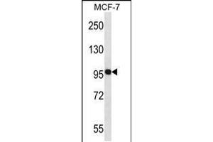 Western blot analysis in MCF-7 cell line lysates (35ug/lane).