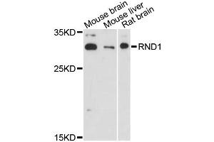 Western blot analysis of extracts of various cell lines, using RND1 antibody (ABIN6290884) at 1:3000 dilution.