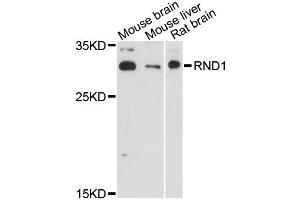 Western blot analysis of extracts of various cell lines, using RND1 antibody (ABIN6290884) at 1:3000 dilution. (RND1 anticorps)