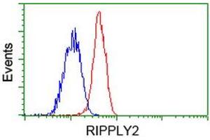 HEK293T cells transfected with either RC220725 overexpress plasmid (Red) or empty vector control plasmid (Blue) were immunostained by anti-RIPPLY2 antibody (ABIN2453597), and then analyzed by flow cytometry. (RIPPLY2 anticorps)