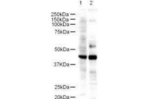 Western blot using  Affinity Purified anti-LDB2 antibody shows detection of a 43-kDa band corresponding to LDB2 in a lysates prepared from human kidney (lane 1) and mouse spleen (lane 2) tissues. (LIM Domain Binding 2 Protein anticorps  (AA 107-120))