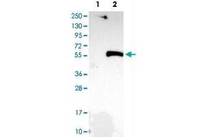Western Blot analysis of Lane 1: negative control (vector only transfected HEK293T cell lysate) and Lane 2: over-expression lysate (co-expressed with a C-terminal myc-DDK tag in mammalian HEK293T cells) with PLAU polyclonal antibody .
