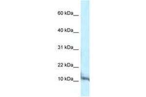 Image no. 1 for anti-Pterin-4 alpha-Carbinolamine Dehydratase/dimerization Cofactor of Hepatocyte Nuclear Factor 1 alpha (PCBD1) (C-Term) antibody (ABIN6747419) (PCBD1 anticorps  (C-Term))