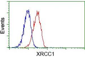 Flow cytometric analysis of Jurkat cells, using anti-XRCC1 antibody (ABIN2453795), (Red) compared to a nonspecific negative control antibody (TA50011) (Blue). (XRCC1 anticorps)
