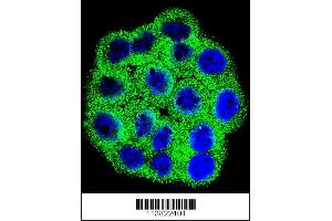 Confocal immunofluorescent analysis of CDKN2B Antibody with Hela cell followed by Alexa Fluor 488-conjugated goat anti-rabbit lgG (green).
