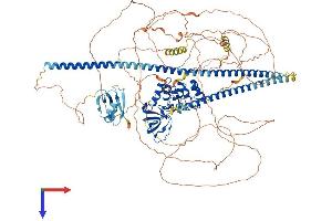 AlphaFold protein structure predicition of Mouse Recombinant Tp53bp2 Protein, UniprotID Q8CG79