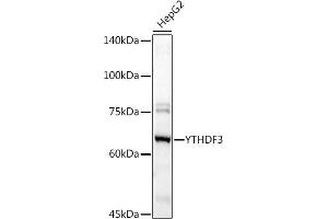 Western blot analysis of extracts of HepG2 cells, using YTHDF3 antibody (ABIN6130934, ABIN6150345, ABIN6150346 and ABIN6224441) at 1:1000 dilution. (YTHDF3 anticorps  (AA 1-275))