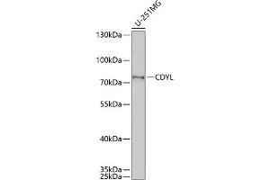 anti-Chromodomain Protein, Y-Like (CDYL) (AA 245-544) antibody