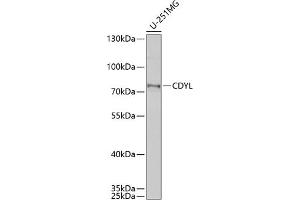 Western blot analysis of extracts of U-251MG cells, using CDYL antibody (ABIN6131561, ABIN6138368, ABIN6138369 and ABIN6221862) at 1:1000 dilution. (CDYL anticorps  (AA 245-544))