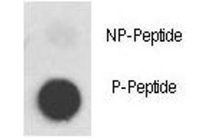 Dot blot analysis of phospho-MET antibody.