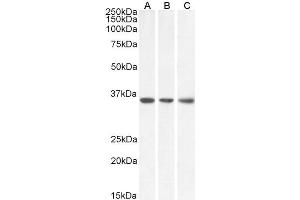 ABIN5539864 (0. (MDH2 anticorps  (Internal Region))