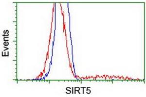 HEK293T cells transfected with either RC200189 overexpress plasmid (Red) or empty vector control plasmid (Blue) were immunostained by anti-SIRT5 antibody (ABIN2454823), and then analyzed by flow cytometry. (SIRT5 anticorps)