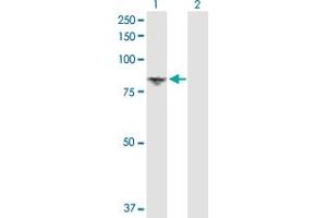 Western Blot analysis of DGKA expression in transfected 293T cell line by DGKA MaxPab polyclonal antibody. (DGKA anticorps  (AA 1-735))