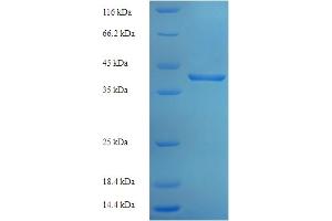 SDS-PAGE (SDS) image for Processing of Precursor 4, Ribonuclease P/MRP Subunit (POP4) (AA 1-220), (full length) protein (His-SUMO Tag) (ABIN5710129)
