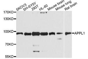 Western blot analysis of extracts of various cell lines, using APPL1 antibody. (APPL1 anticorps  (AA 1-210))