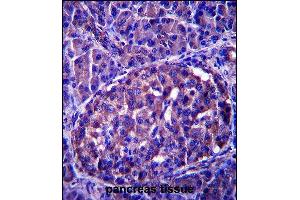 LRRN4 Antibody (C-term) (ABIN657586 and ABIN2846589) immunohistochemistry analysis in formalin fixed and paraffin embedded human pancreas tissue followed by peroxidase conjugation of the secondary antibody and DAB staining. (LRRN4 anticorps  (C-Term))