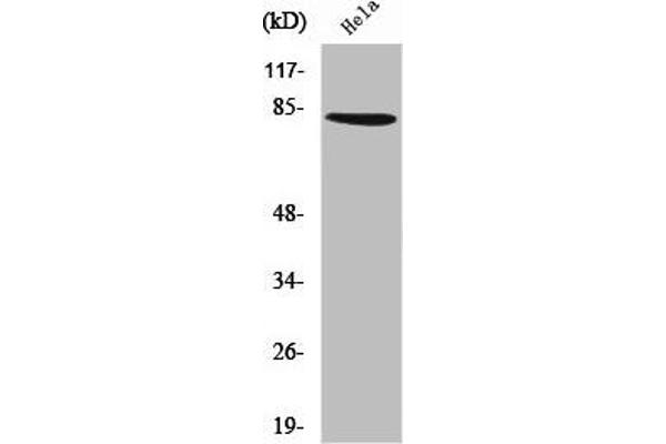 ZNF225 anticorps  (C-Term)