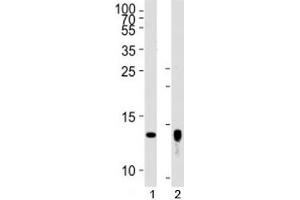 Western blot analysis of lysate from human placenta tissue lysate, SK-BR-3 cell line (left to right) using Trx2 antibody diluted at 1:1000 for each lane. (TXN2 anticorps  (AA 136-166))