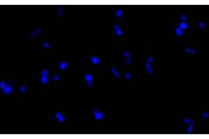 Immunofluorescence staining of Hela cells with(ABIN7153642)at 1:50, counter-stained with DAPI. (GAPDH anticorps  (AA 2-335))
