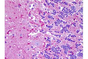 Anti-NLRP8 antibody IHC of human brain, cerebellum. (NALP8 anticorps  (N-Term))