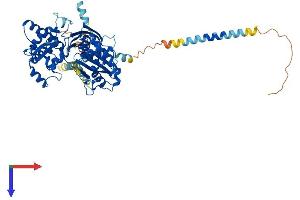 AlphaFold protein structure predicition of Mouse Recombinant Entpd7 Protein, UniprotID Q3TCT4