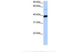 Image no. 1 for anti-Zinc Finger Protein 562 (ZNF562) (AA 176-225) antibody (ABIN6738774) (ZNF562 anticorps  (AA 176-225))