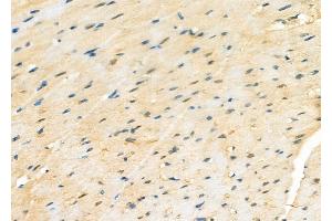 ABIN6264469 and ABIN6277231 at 1/100 staining Rat heart tissue by IHC-P. (PSMA2 anticorps  (Internal Region))