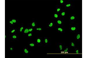 Immunofluorescence of monoclonal antibody to HMGB2 on HeLa cell. (HMGB2 anticorps  (AA 1-195))