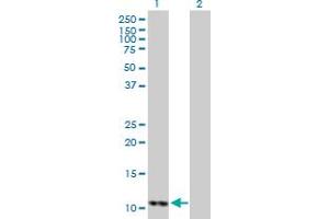 Western Blot analysis of DDT expression in transfected 293T cell line by DDT MaxPab polyclonal antibody. (DDT anticorps  (AA 1-118))