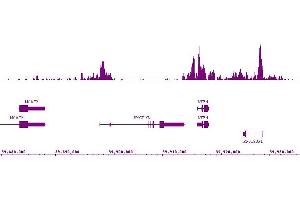 Histone H3K9ac antibody (mAb) (Clone 2G1F9) tested by ChIP-Seq. (Histone 3 anticorps  (acLys9))