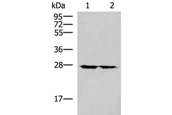 MRPL16 anticorps