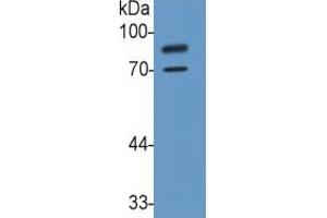 Rabbit Capture antibody from the kit in WB with Positive Control: Sample Human U937 Cells. (Integrin beta 2 Kit ELISA)