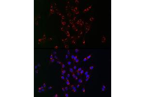 Immunofluorescence analysis of PC-12 cells using PIK3C3/VPS34 antibody (ABIN1682160, ABIN3018421, ABIN3018422 and ABIN5664583) at dilution of 1:100.